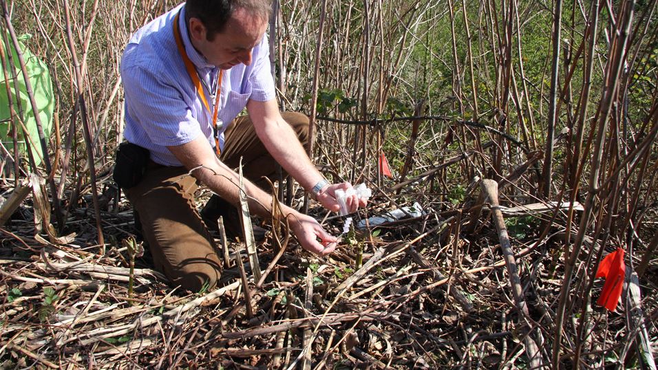 Dick Shaw releasing psyllids April 2010